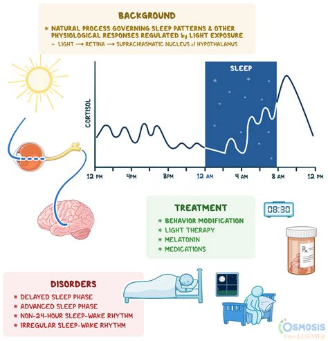 Circadian Rhythm What Is It How It Works Why It’s Important And