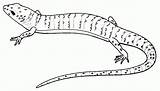 Goanna Chameleon Lizard Designlooter Outlined sketch template