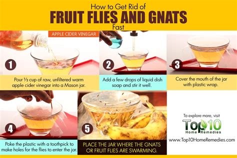 rid  fruit flies  gnats fast top  home remedies