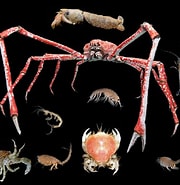 Afbeeldingsresultaten voor Malacostraca Wikipédia. Grootte: 180 x 185. Bron: en.wikipedia.org