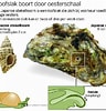 Afbeeldingsresultaten voor Japanse oester Anatomie. Grootte: 96 x 100. Bron: www.wadgidsenweb.nl