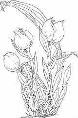 Tulipas Bonitas Tulipe Ninjago Rom Tudodesenhos Coloringfolder sketch template