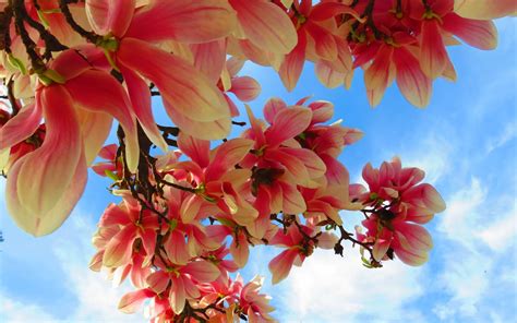 kwitnace magnolie wiosenne tapety kwiaty na drzewach wiosna  polsce