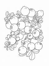 Coloring Pages Blueberries Cowberry Berries Printable Coloringtop sketch template