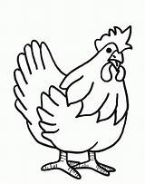 Coloring Chicken Hen Library Clipart Colouring sketch template