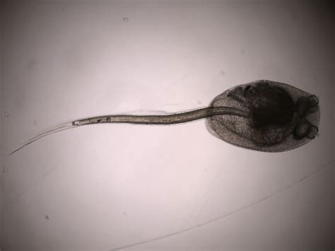 invertebrate embryology ascidian tadpole larvae settlement