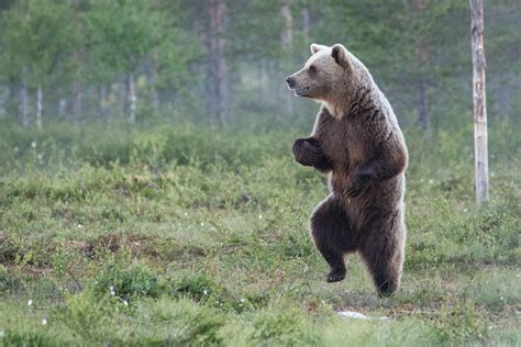 Wild Bears Do The Twist To Communicate Through Smelly Footprints New