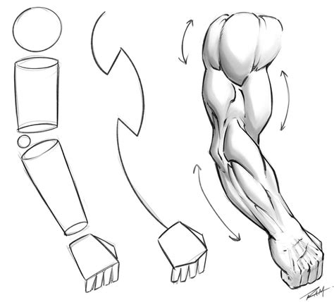 drawing arm anatomy tutorial  robertmarzullo  deviantart