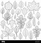 Coloring Vector Leaves Silhouette Adult Book Set Leaf Stock Alamy sketch template