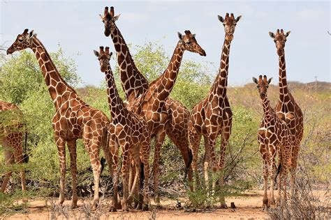 protecting kenyas endangered wildlife    helping giraffes