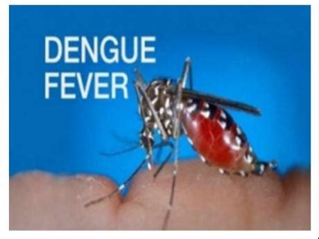 record number  dengue cases recorded  region paho caribbean jamaica gleaner