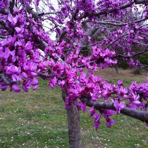 forest pansy redbud