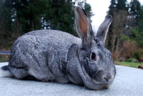 applegarth farm champagne dargent  american chinchilla rabbits