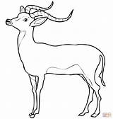 Impala Gazelle Coloring Pages Printable Antelope Color Results Gazelles sketch template