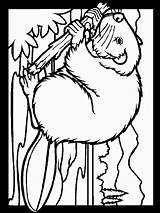 Coloring Pages Beaver Color Printable Print Choose Board Websincloud Actividades Coloring2print sketch template