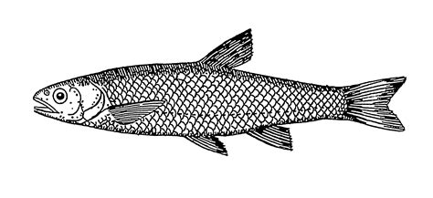 fish  drawing clipartsco