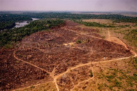 amazon deforestation  january hits record