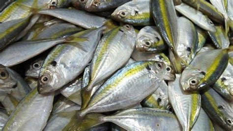 mengalahkan ikan salmon ikan asli indonesia  kaya  omega  buat