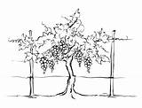 Vigna Trellis Disegno Uva Annata Schizzo Disegnata Olivo Monocromio Botanico Insieme Dello sketch template