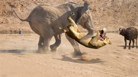 СЛОН В ДЕЛЕ Слон против львов крокодилов носорогов