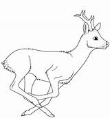 Deer Coloring Roe Running Pages Printable Deers Drawing Categories Supercoloring sketch template