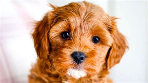 cavapoo  ultimate top  pros  cons guide youtube
