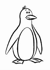 Coloring Pages Penguin Penguins sketch template