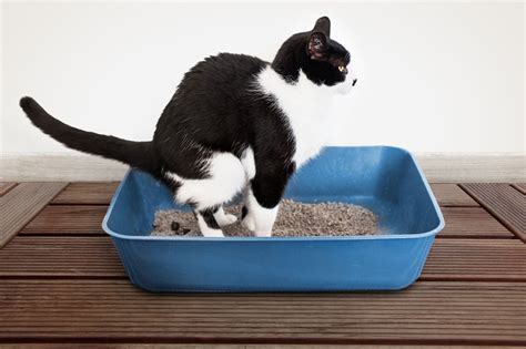 litter trays cat care cats guide omlet us