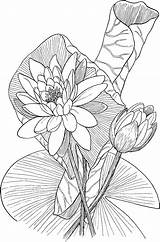 Coloring Flower Pages sketch template