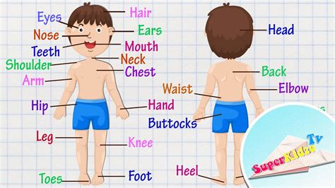 parts   human body kids vocabulary learning english  kids