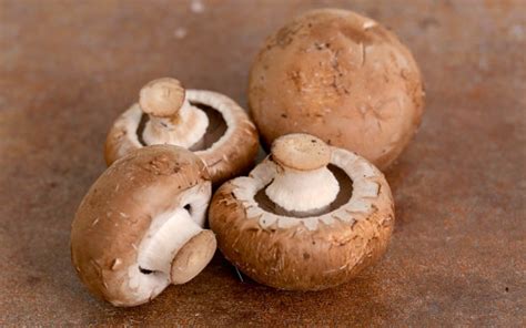 jamur merang berpotensi dikembangkan  kulonprogo harianjogjacom