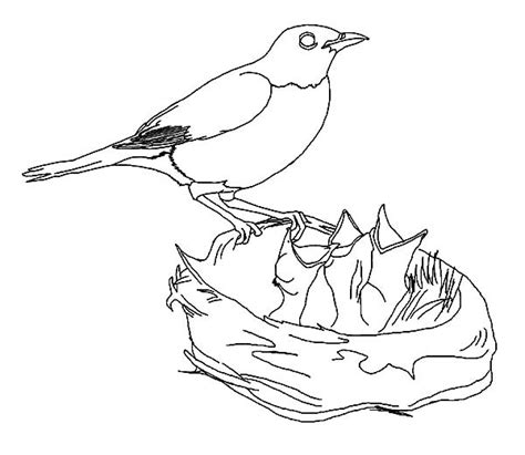 bird   nest drawing  getdrawings