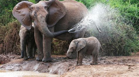 de olifant zoekt verkoeling natuurwijzer