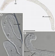 Afbeeldingsresultaten voor Solenofilomorphidae. Grootte: 181 x 185. Bron: www.researchgate.net