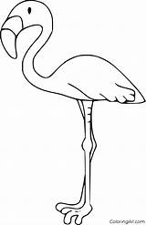 Flamingo Coloringall sketch template
