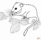 Dormouse Coloring Eating Berries Meadow Pages Dormice Printable Mouse Drawings 53kb 1200 Mice House Color sketch template