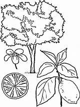 Coloring Lemon Pages Fruits Printable sketch template