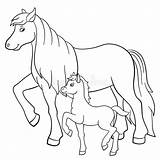 Horse Foal sketch template