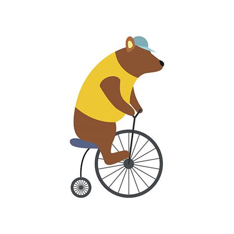 bear riding a bicycle illustrations royalty free vector