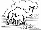 Mewarnai Unta Dromadaire Animaux Diwarnai Grassland Belajar Coloriages sketch template