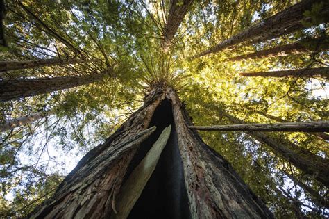northern california redwood forest   rescued  timber