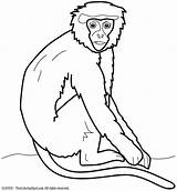 Monkey Coloring Pages Orangutan Orangutans Colouring Template sketch template