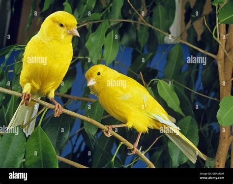 yellow canaries serinus canaria domestica stock photo  alamy