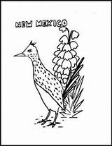 Mexico Coloring Flower Yucca State Pages Flowers Birds Unit sketch template