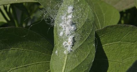 treating mealybugs  plant leaves insects houseplant