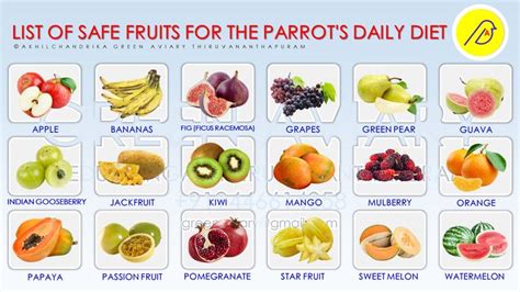 list  safe fruits   parrots daily diet  shown   image