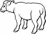 Sheep Coloring Pages Print Printable Kids Gif sketch template
