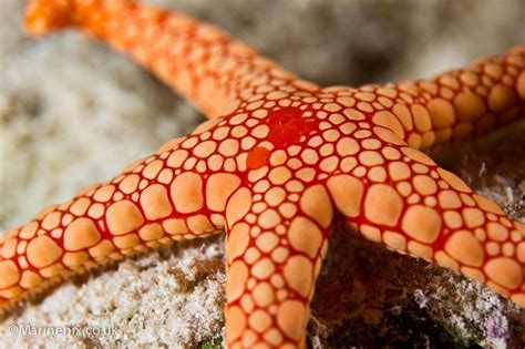 images  starfish  pinterest west coast starfish