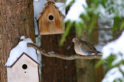 bird   birdhouse  doves