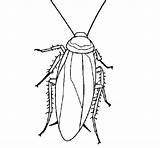 Cockroach Coloring Pages Printable Kids Color Template Sketch Visit Bestcoloringpagesforkids sketch template